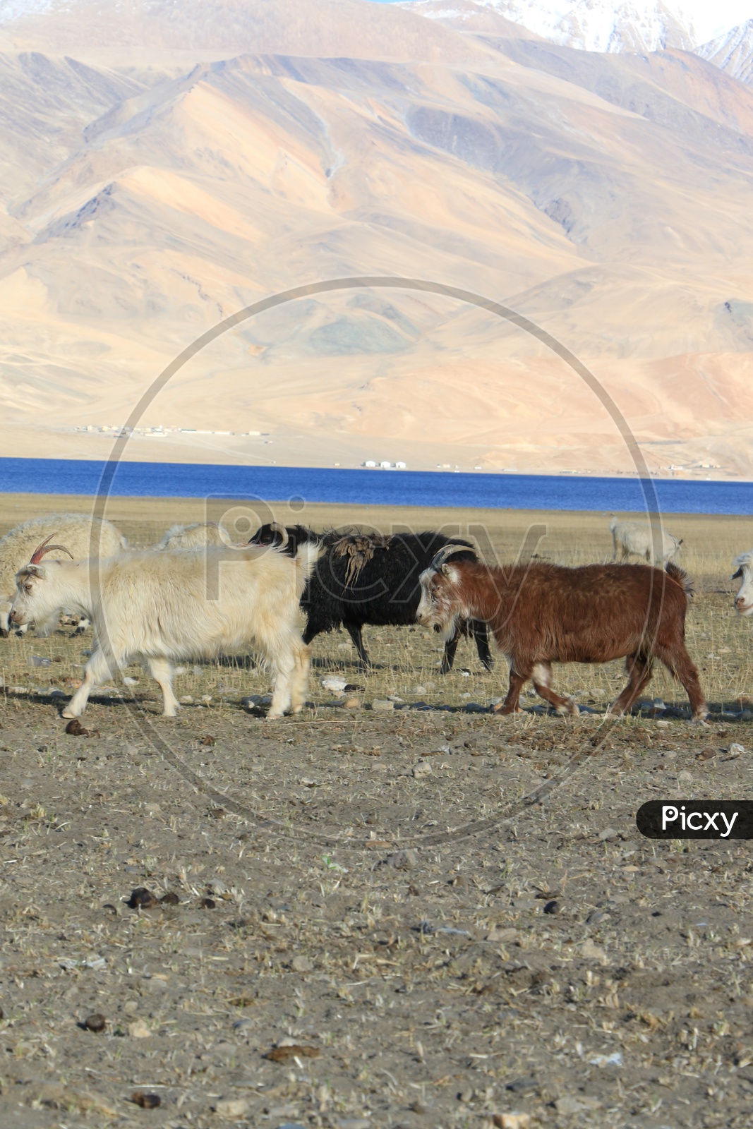 Flock of mountain sheep grazing in the Valley Of Leh