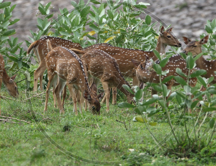 Deer herd at Parambikulam tiger reserve