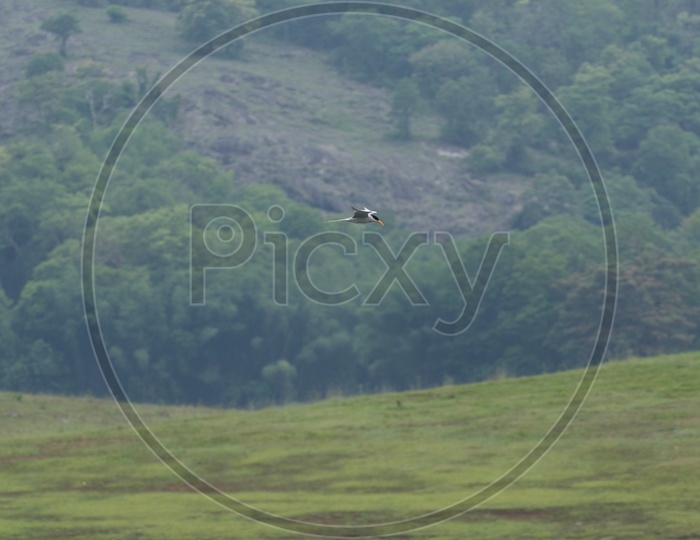A bird flying at Parambikulam tiger reserve
