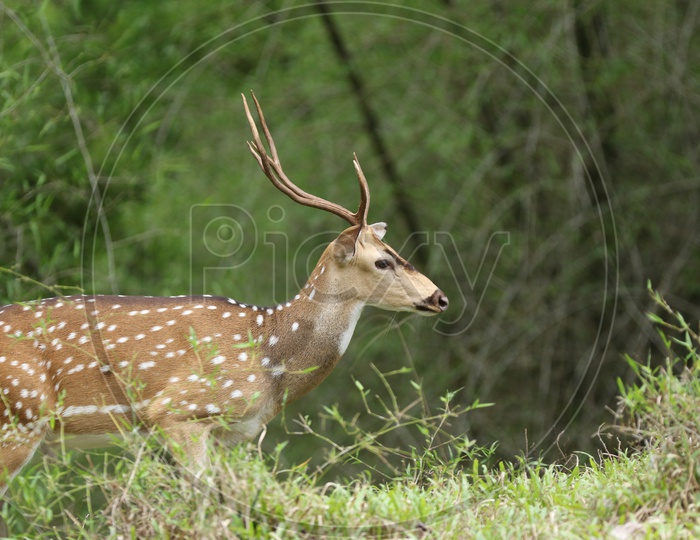 A deer in a forest reserve
