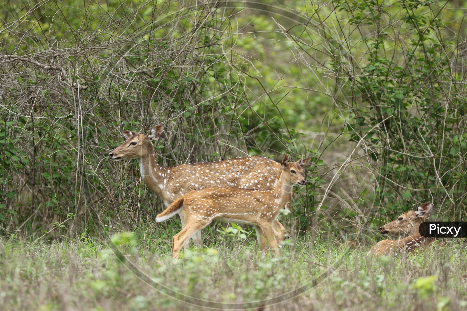 Deers herd in a forest reserve