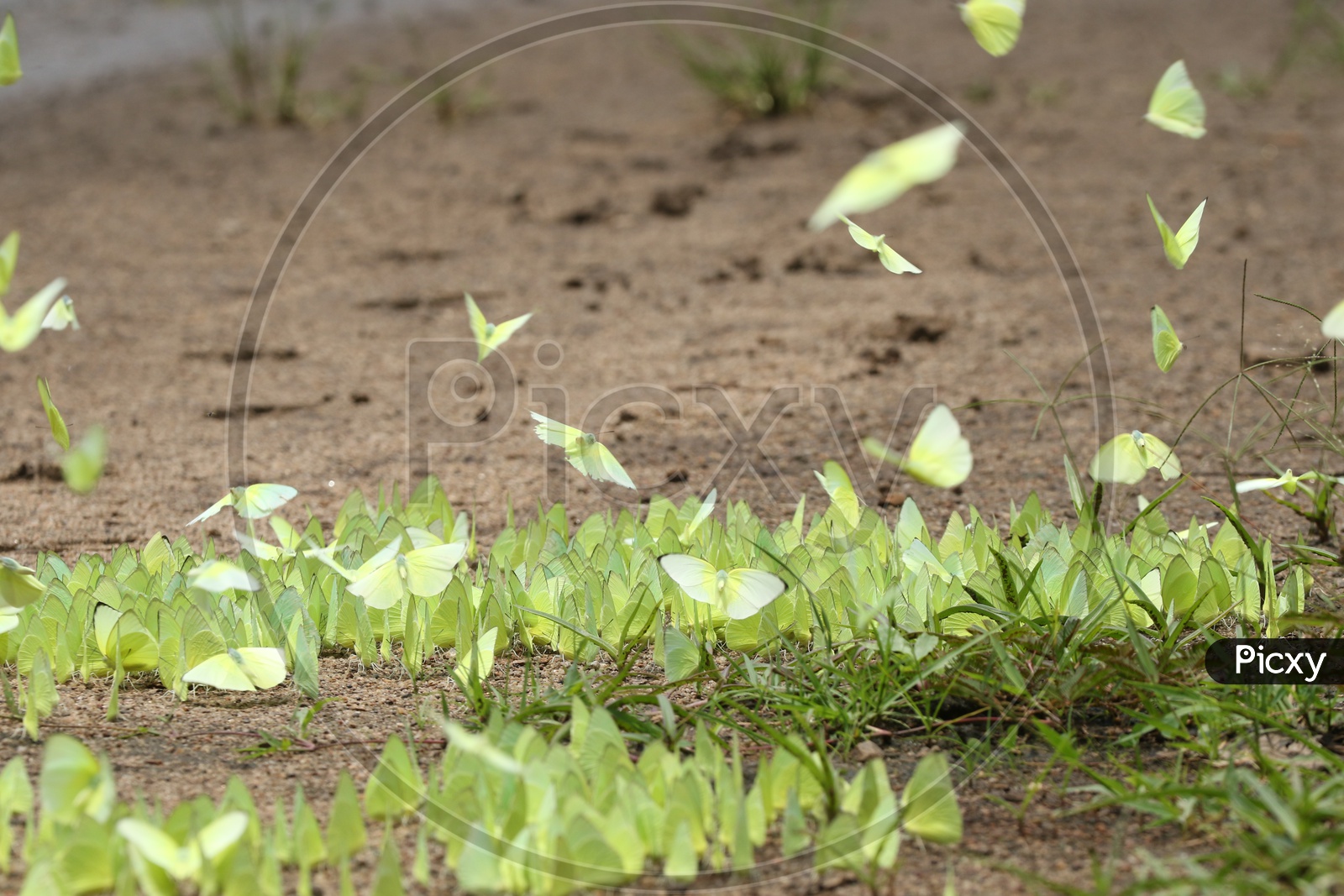 Green butterflies at Parambikulam Tiger Reserve