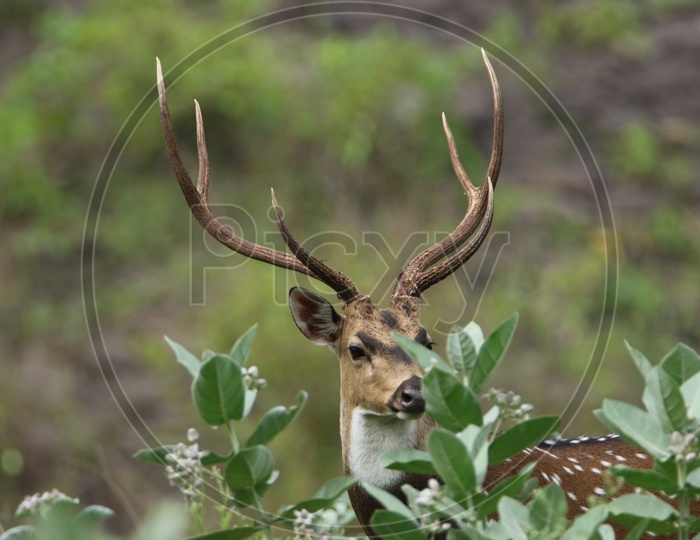 Male deer