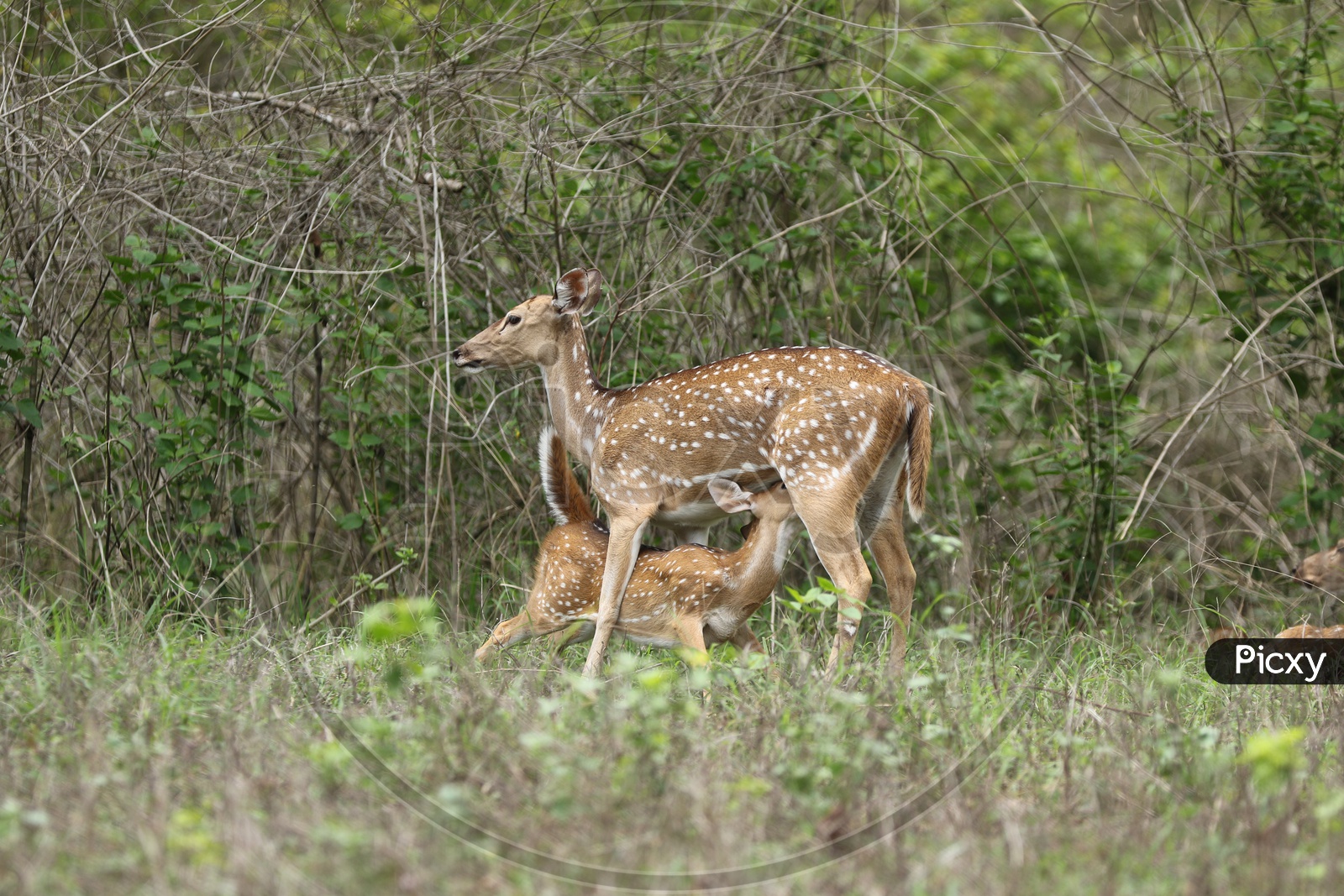Deer feeding fawn in a forest reserve