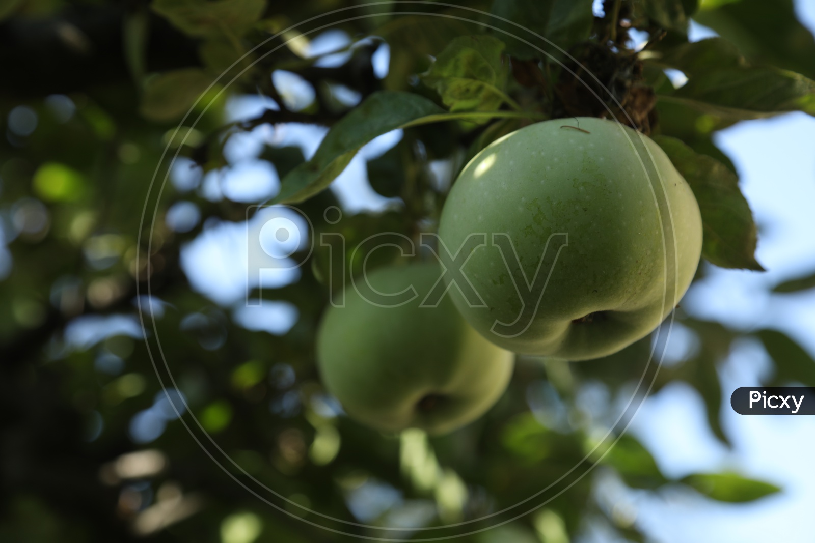 Close up shot of green apple