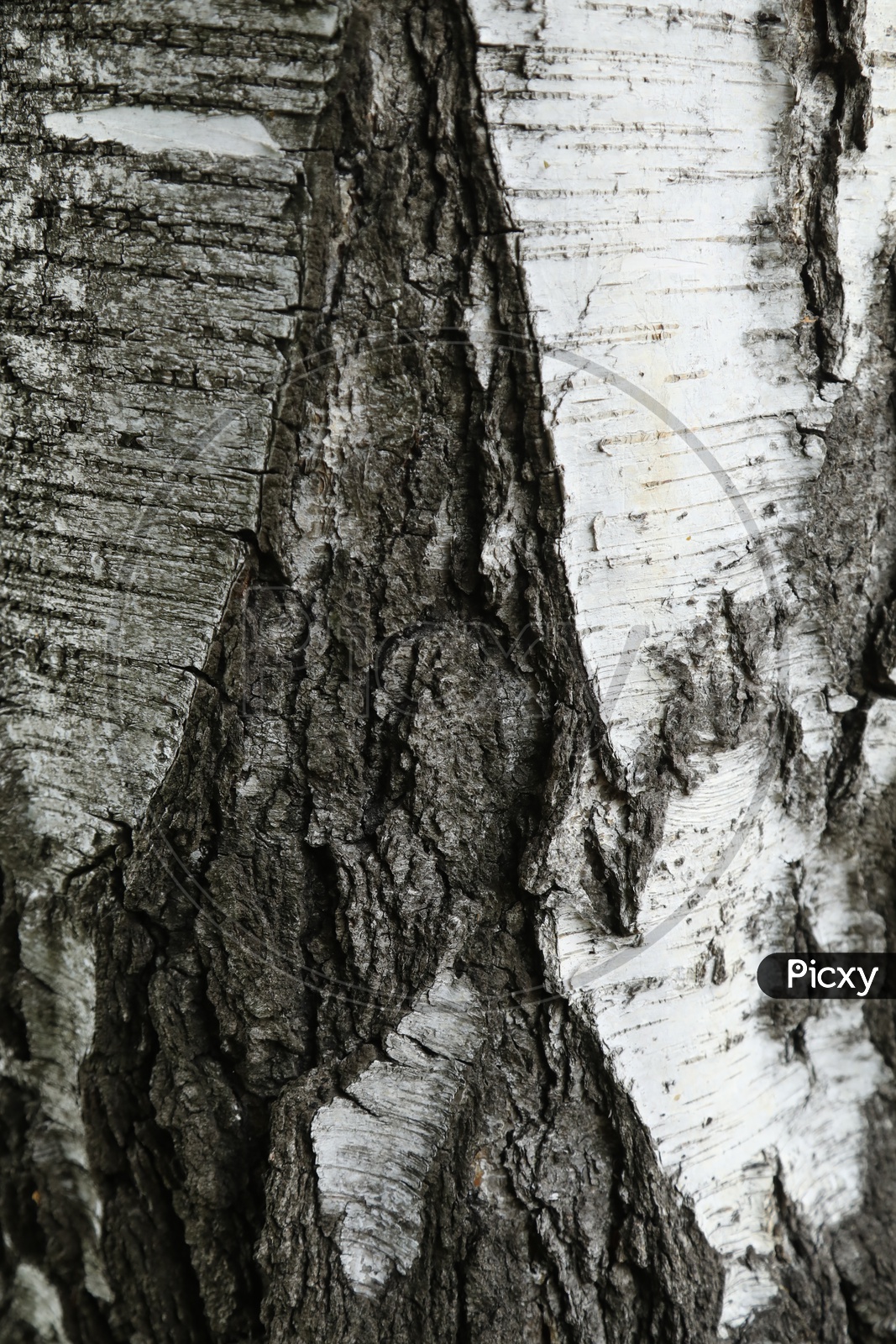 Tree Bark Closeup With Texture