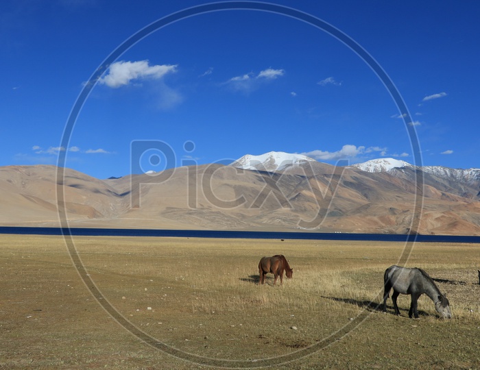 Horses having feed in the Valleys of Leh