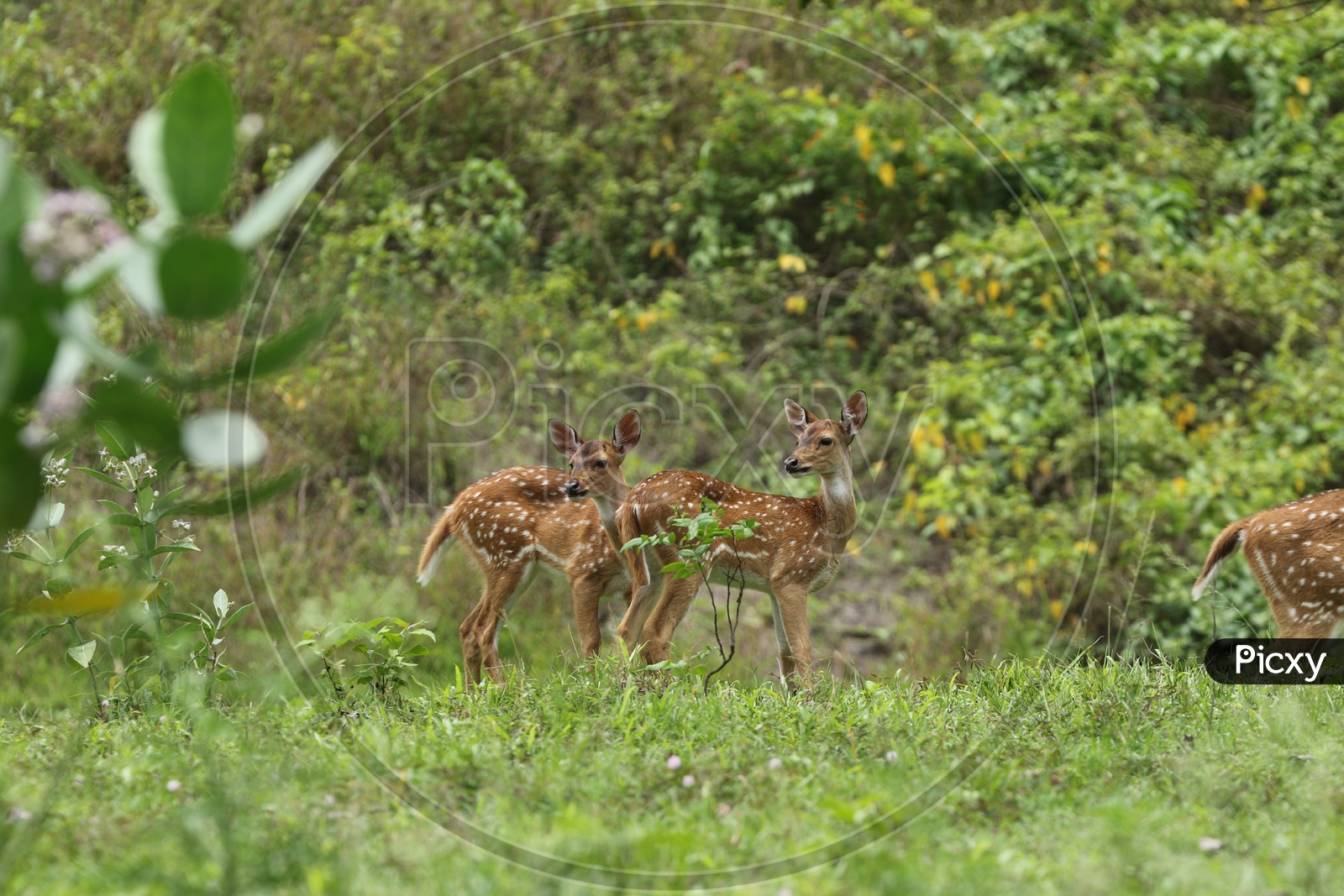 Deers in a forest Reserve