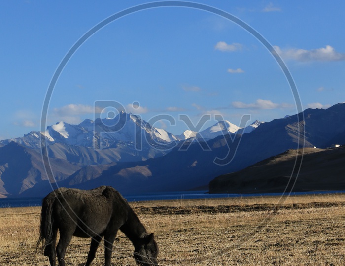 Horses Feeding In River valleys of Leh