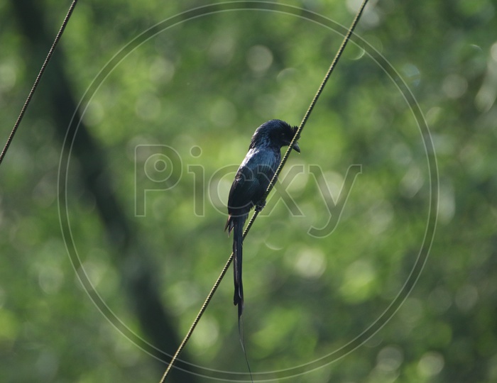 Belted kingfisher Bird