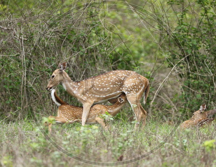 A deer and a fawn in a forest reserve