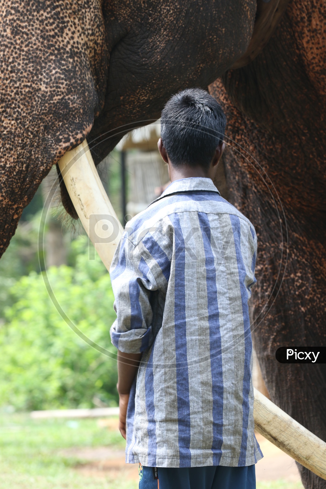 A young boy looking at Elephant