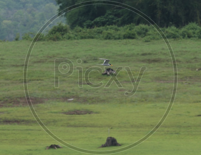 Bird Flying in Parambikulam Tiger Reserve,