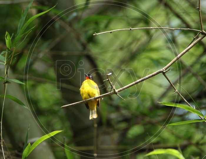 Goldfinch Bird