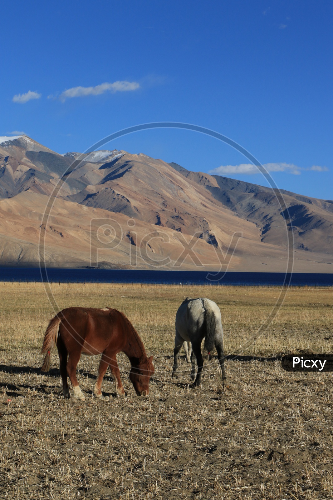Landscapes of Leh - Snow capped Mountains & Horses