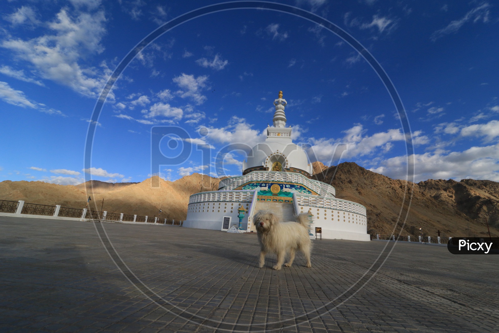 A dog at Shanti stupa at Leh