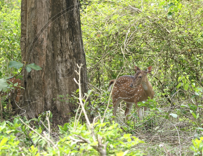 Deers at Parambikulam Tiger reserve