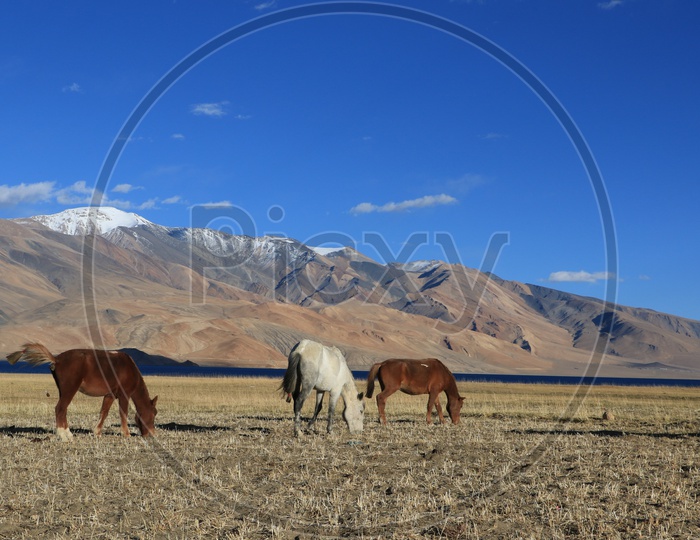Horses in the valleys of Leh