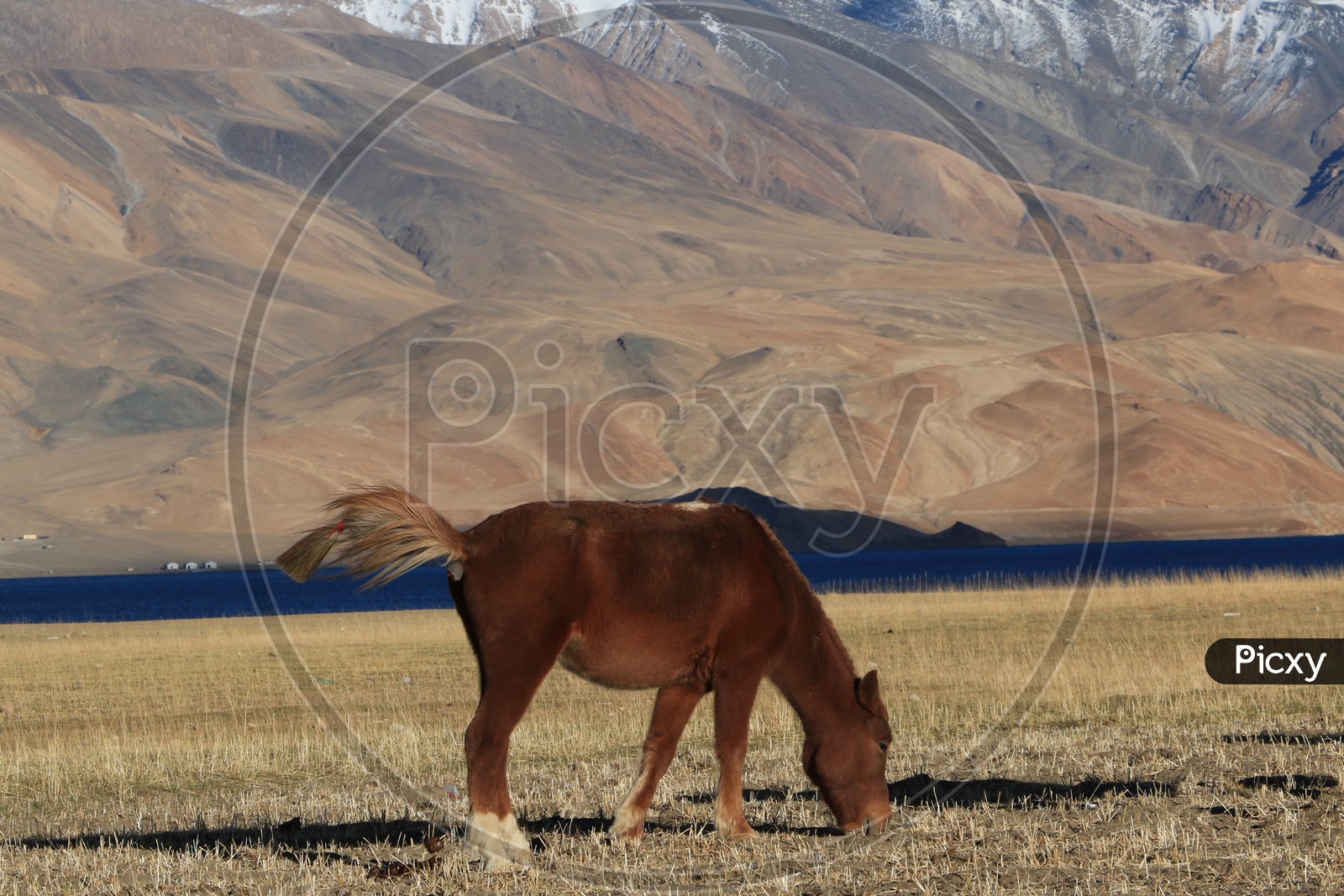 Horses grazing in the Valleys of Leh