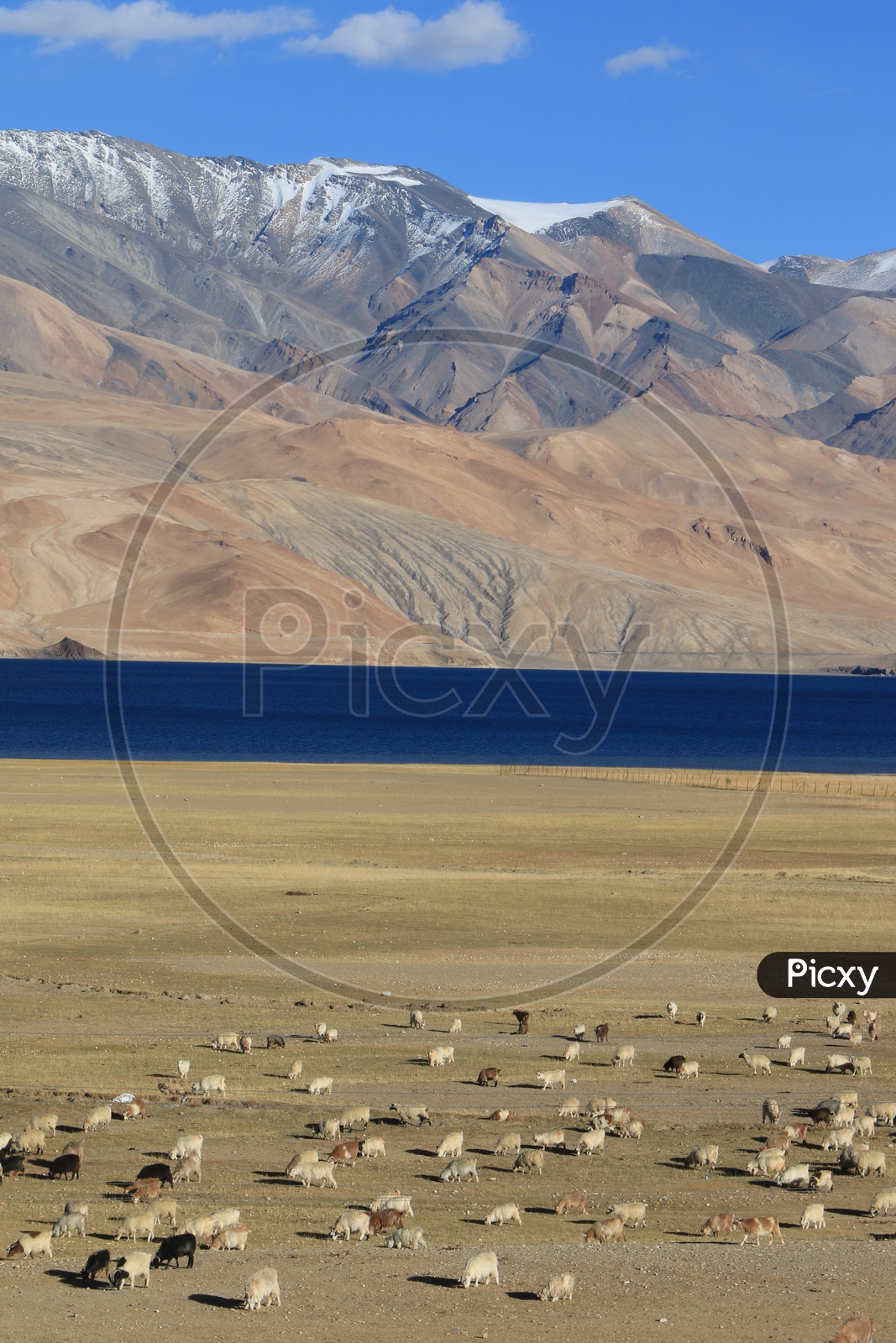 Cattle Feeding in the Valley Of Leh