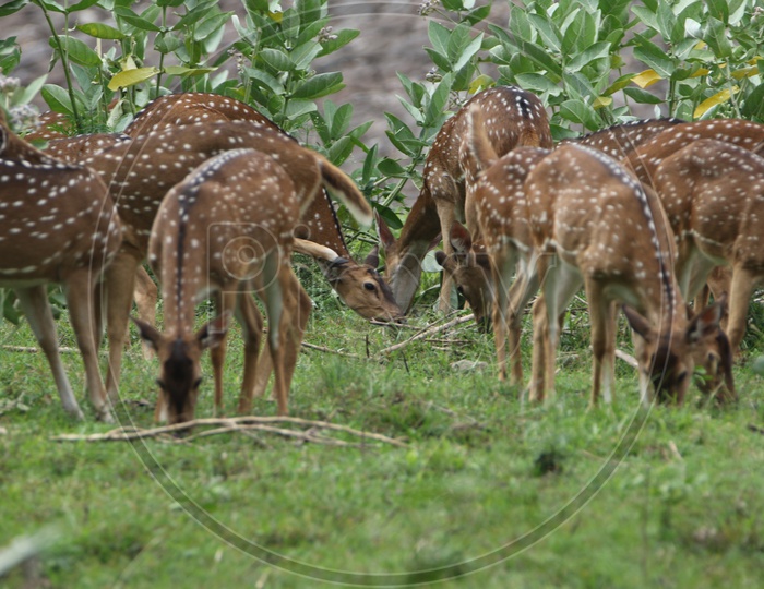 Deer herd at Parambikulam tiger reserve