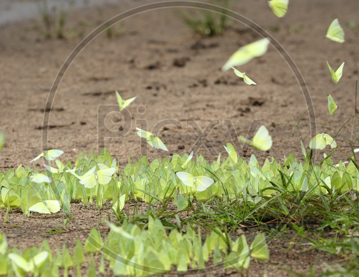 Green butterflies at Parambikulam Tiger Reserve
