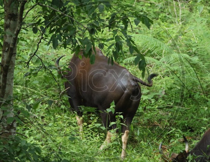 Indian Bison at Parambikulam Tiger reserve