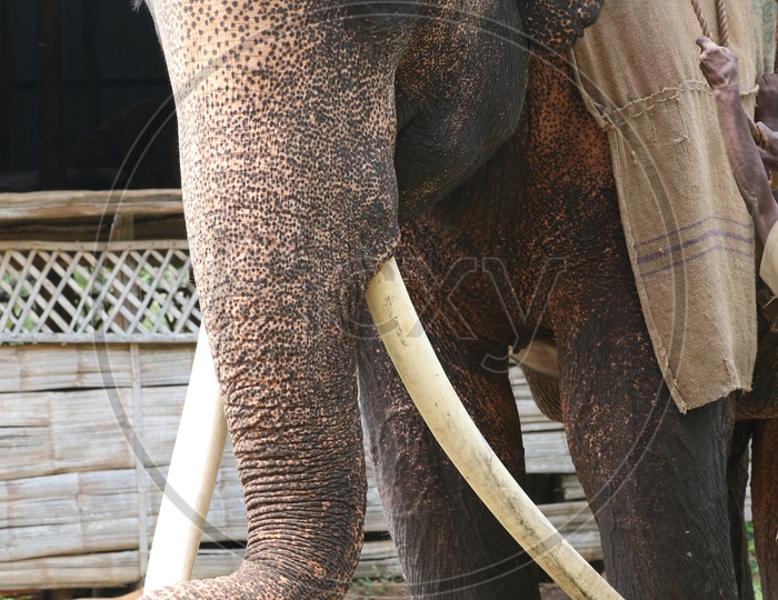 An elephant with tusk