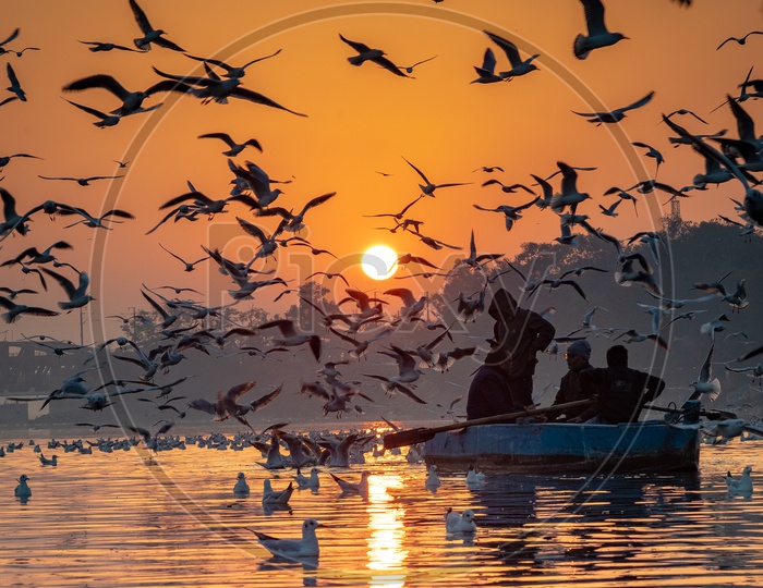 Migrated birds flying at yamuna ghat at the time of sunrise