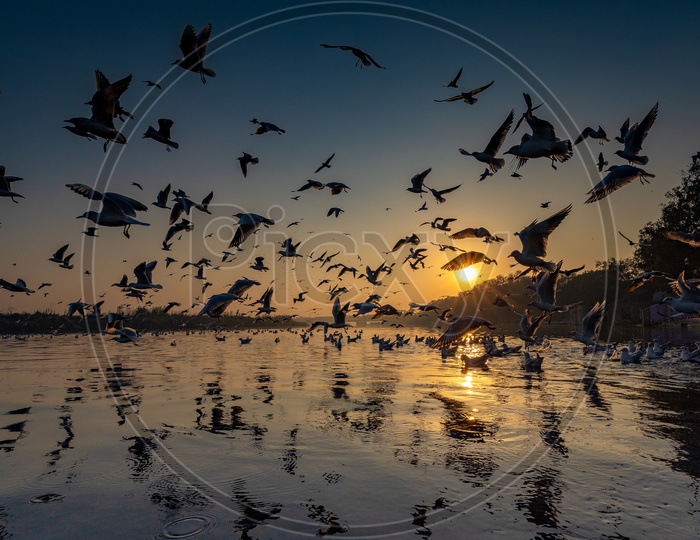 Migrated Birds flying at yamuna ghat