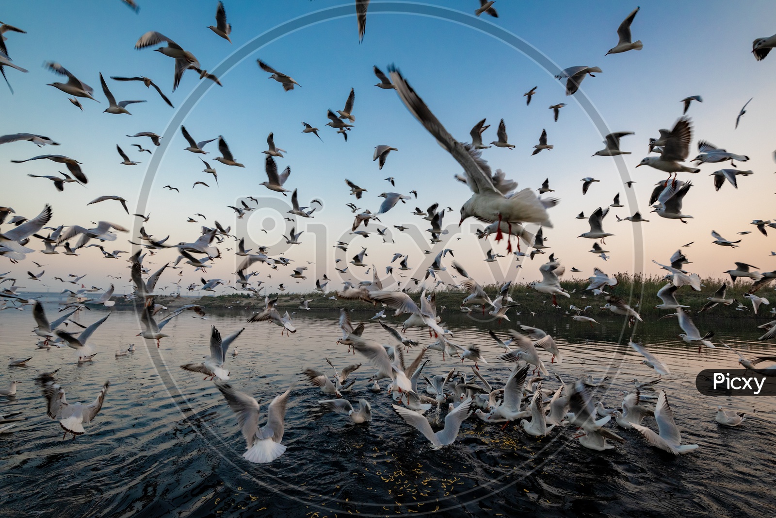 Birds flying at yamuna ghat