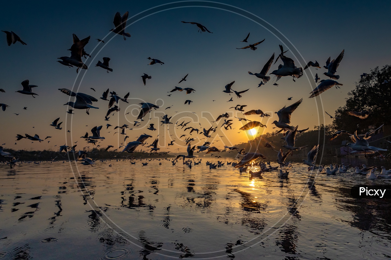Migrated Birds flying at yamuna ghat