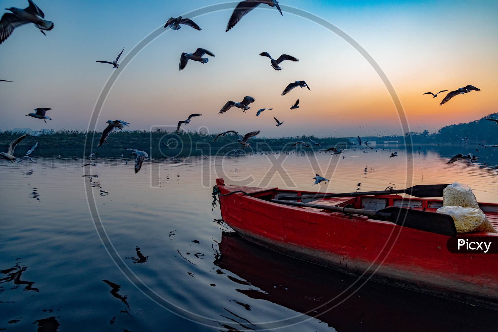 Birds flying at yamuna ghat and a boat in the water