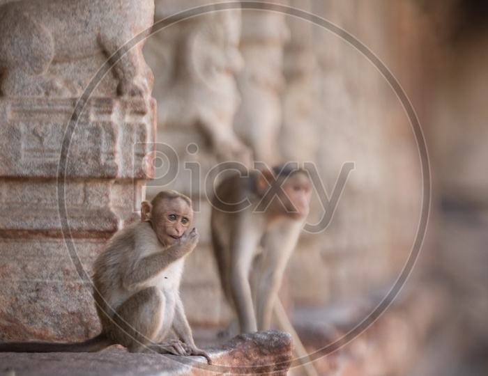 Monkey’s in Hampi Temple