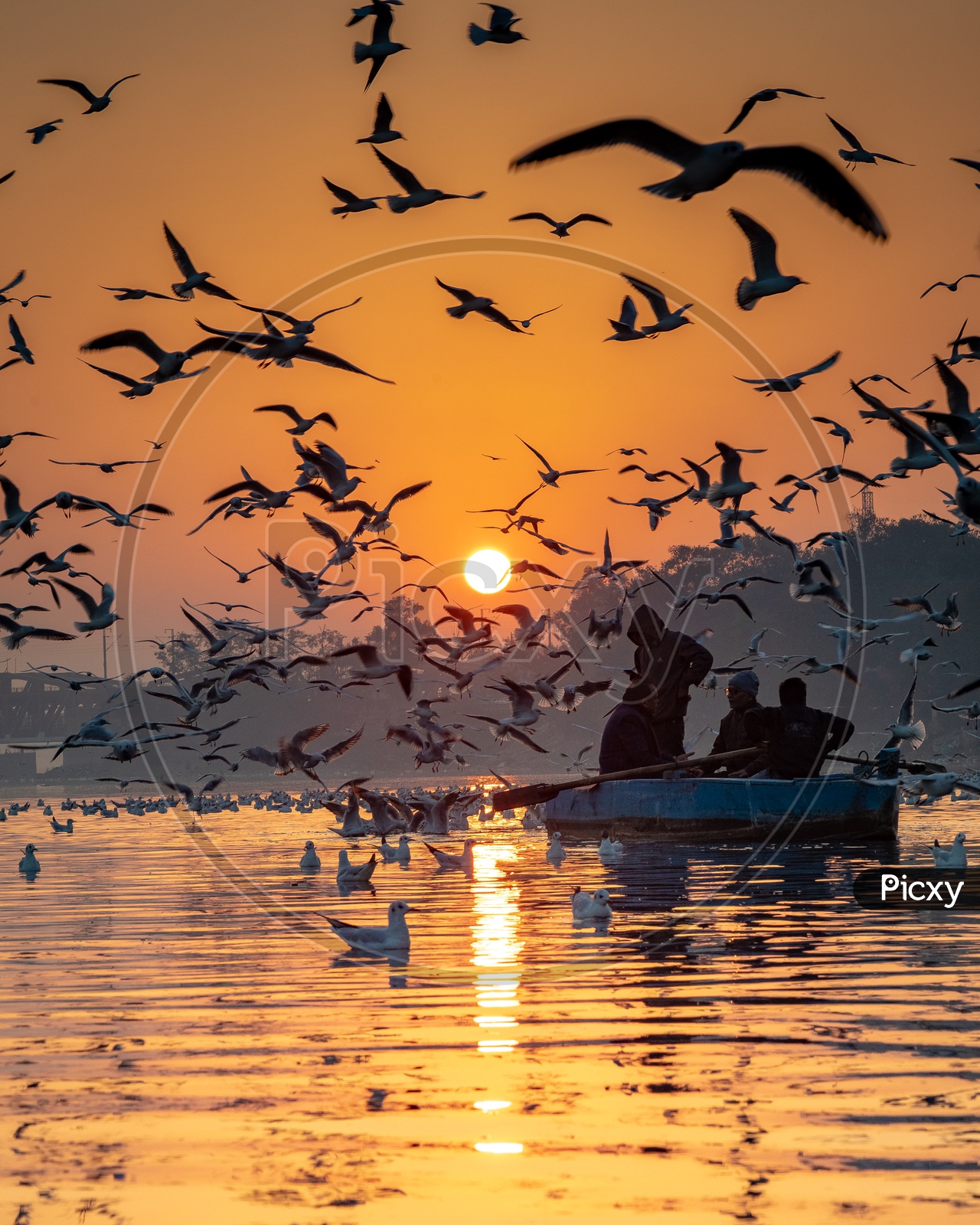 Migrated birds flying at yamuna ghat at the time of sunrise