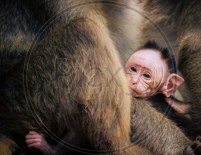 Monkey Baby - Animals