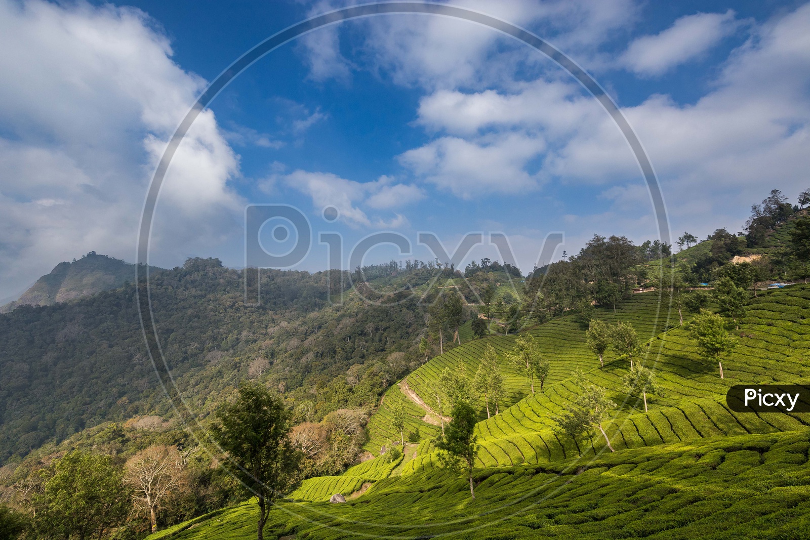 Landscapes of Munnar - Mountains & Greenery