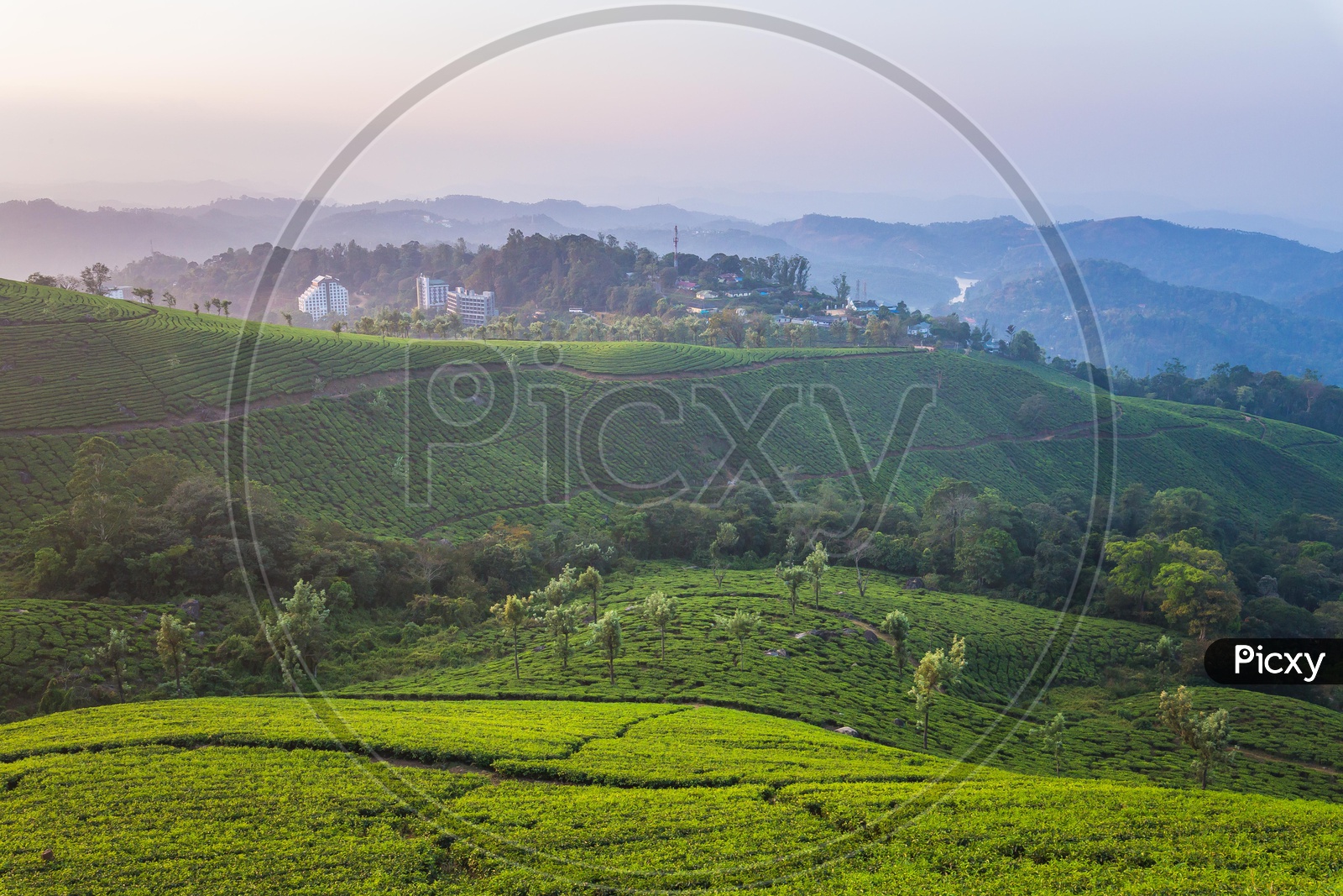 Tea plantations in Ooty