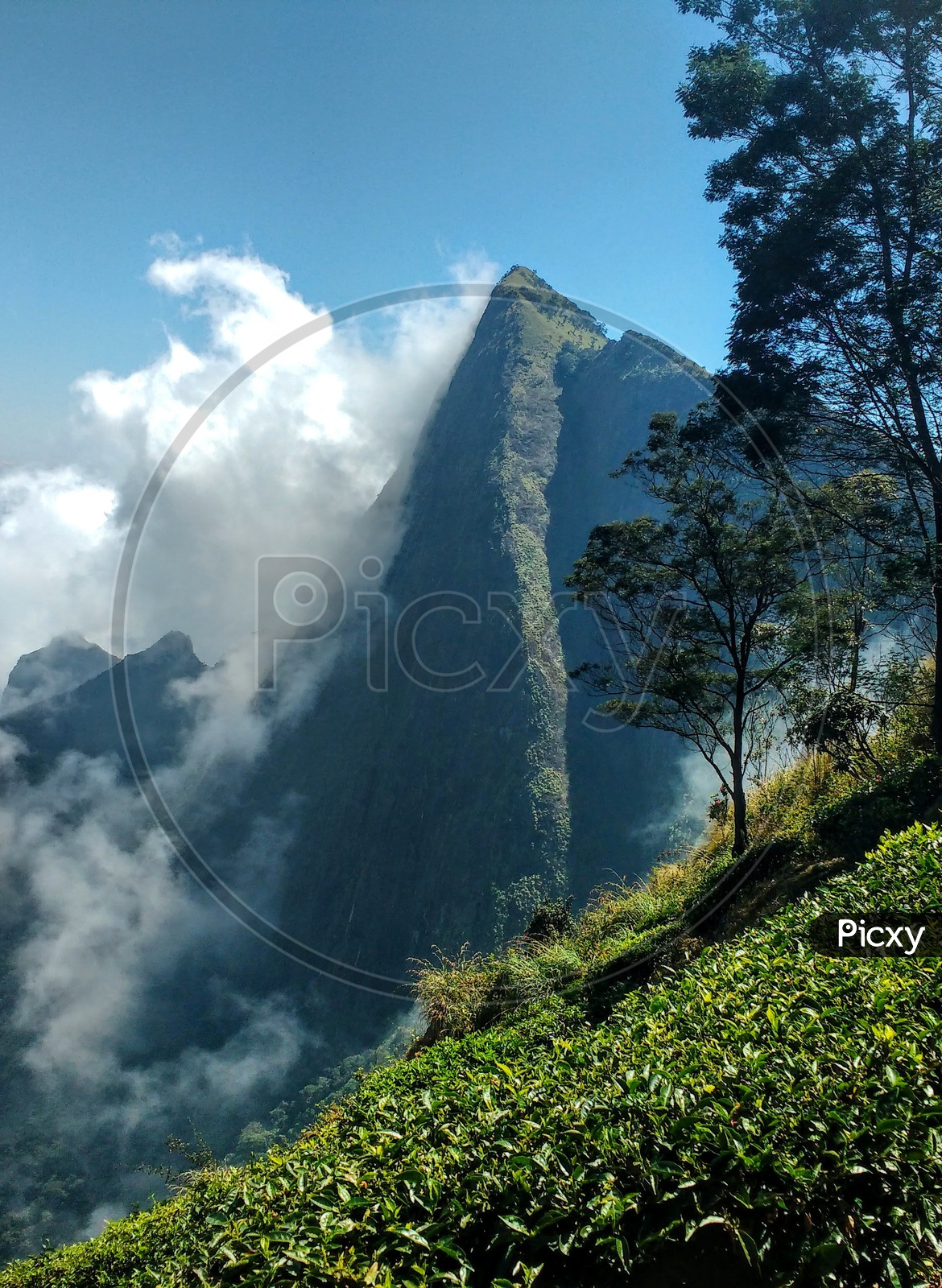 A mountain in the clouds amidst a tea garden in Munnar,Kerala