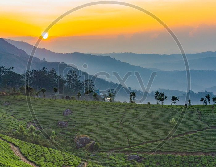 Tea plantations in Ooty during Golden hours