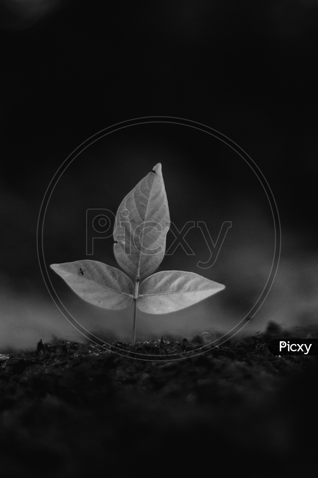 leaf photography