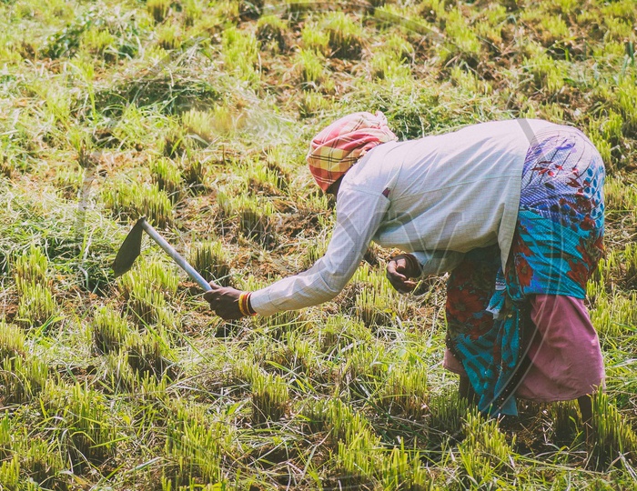 A woman working in a field