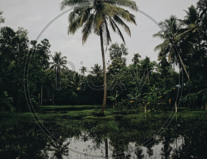 A coconut tree in the center of a pond surrounded by trees