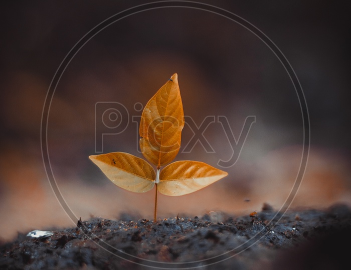 leaf photography