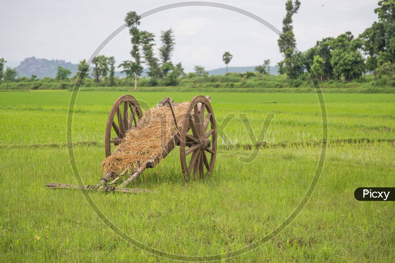 A bullock cart in fields
