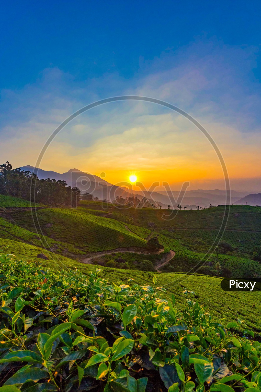 Tea plantations in Ooty during Sunrise