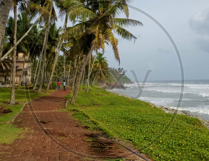 People walking near a beachside with coconut trees
