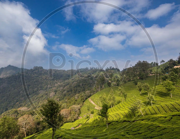 Landscapes of Munnar - Mountains & Greenery