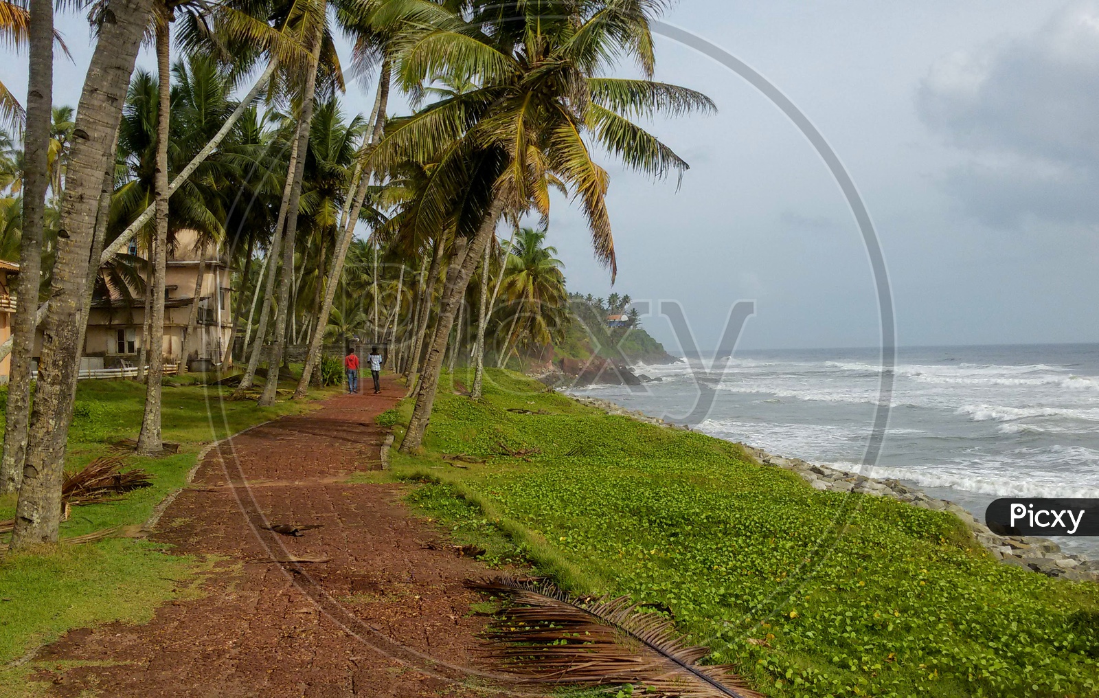 People walking near a beachside with coconut trees
