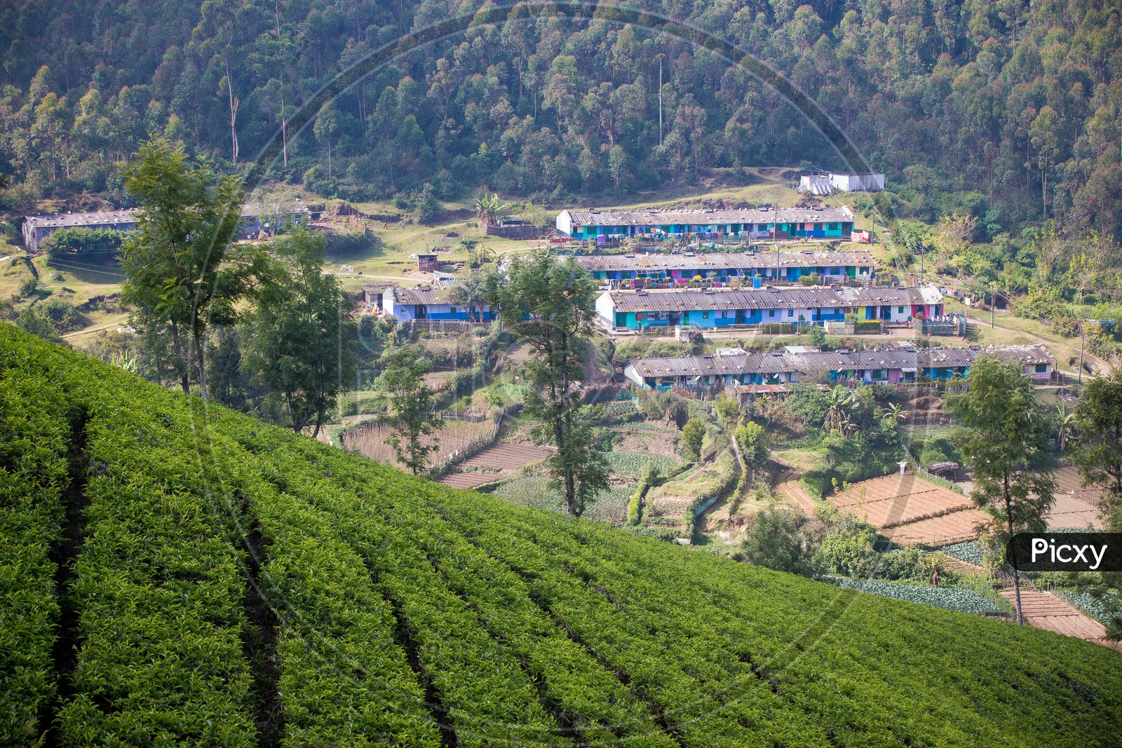 Landscapes of Munnar - Mountains & Greenary